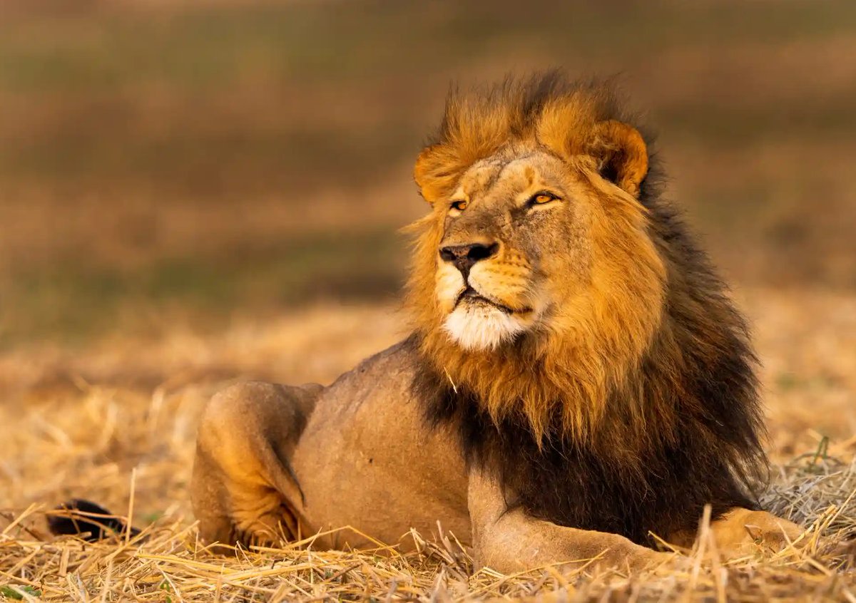 An eight-year-old male African lion rests on the plains of Kafue national park, Zambia
Photograph: Sebastian Kennerknecht/Reuters

From the Guardian's week in wildlife: theguardian.com/environment/ga…