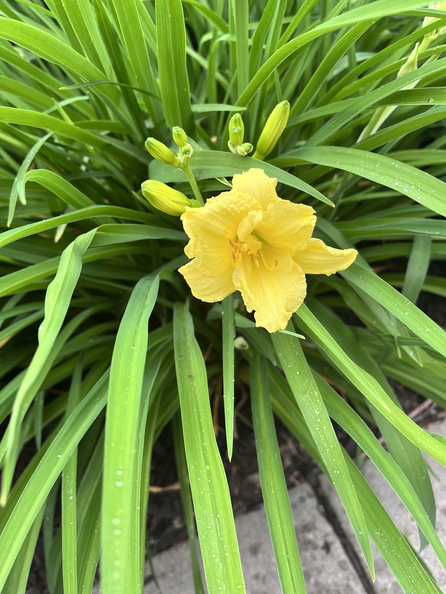 The first bloom of my million day lilies on the last day of a cutthroat legislative session.