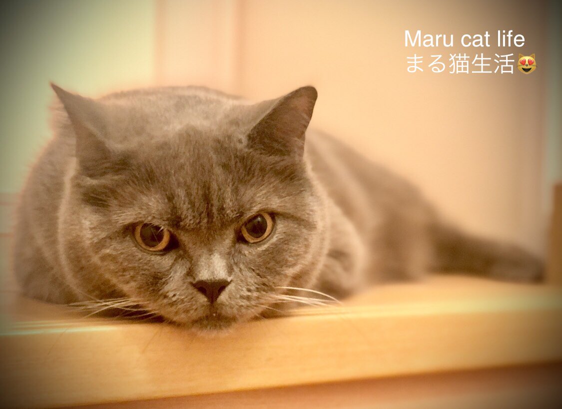 Today's Maru-chan.😺
♡ℒฺℴฺνℯฺ♡  (o´艸`)  *✲ﾟ*
今日のまるちゃんです。😺
2023/06/02
#BritishShorthair #CatsOfTwitter #Cat #CatsLover #猫 #猫好き #猫好きさんと繋がりたい #ブリティッシュショートヘア