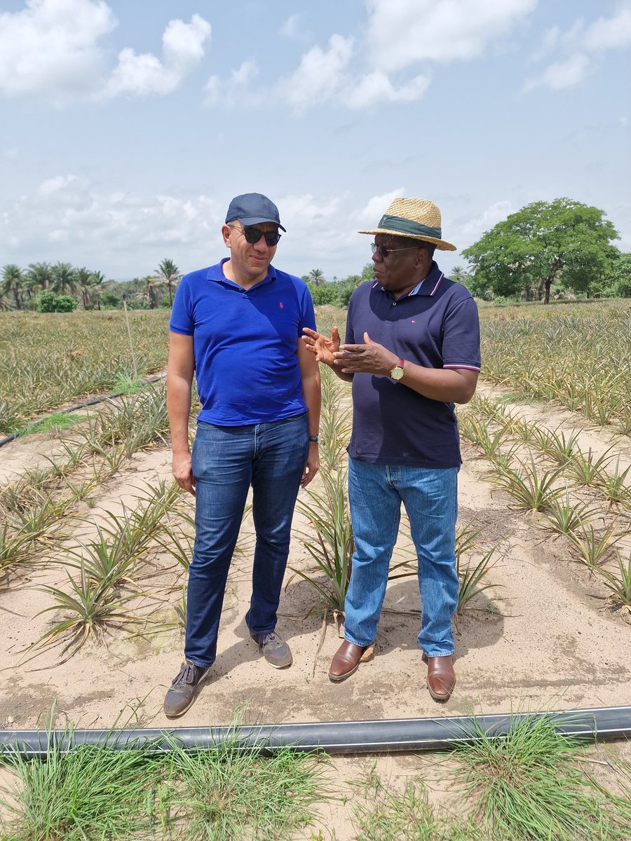 LouncenyFall's tweet photo. Visite avec mon collègue Samuel Gahigi dans ma plantation d' ananas à kindia https://t.co/zlzYMTtSMg