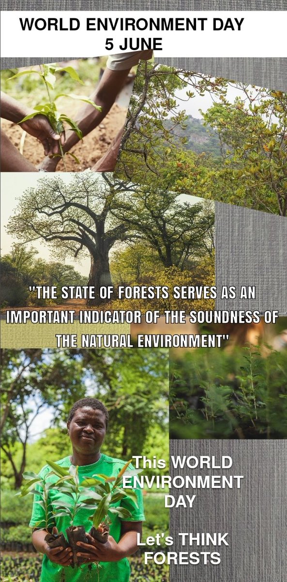 WORLD ENVIRONMENT DAY 5 JUNE #ThinkForests #ThinkGloballyActLocally #treeplanting #everyoneisresponsible