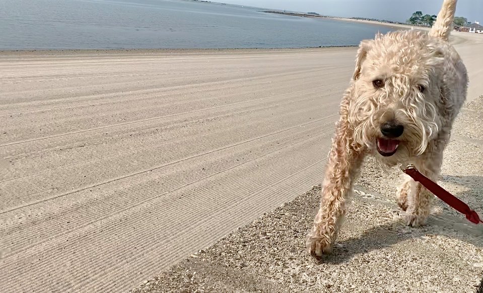 Pawfect pwace to leave your prints 🦶🏻🦶🏻 🐾 🐾before it’s baking hot! 🌞🥵🌞
#wheatenterrier #beach #dogsoftwitter