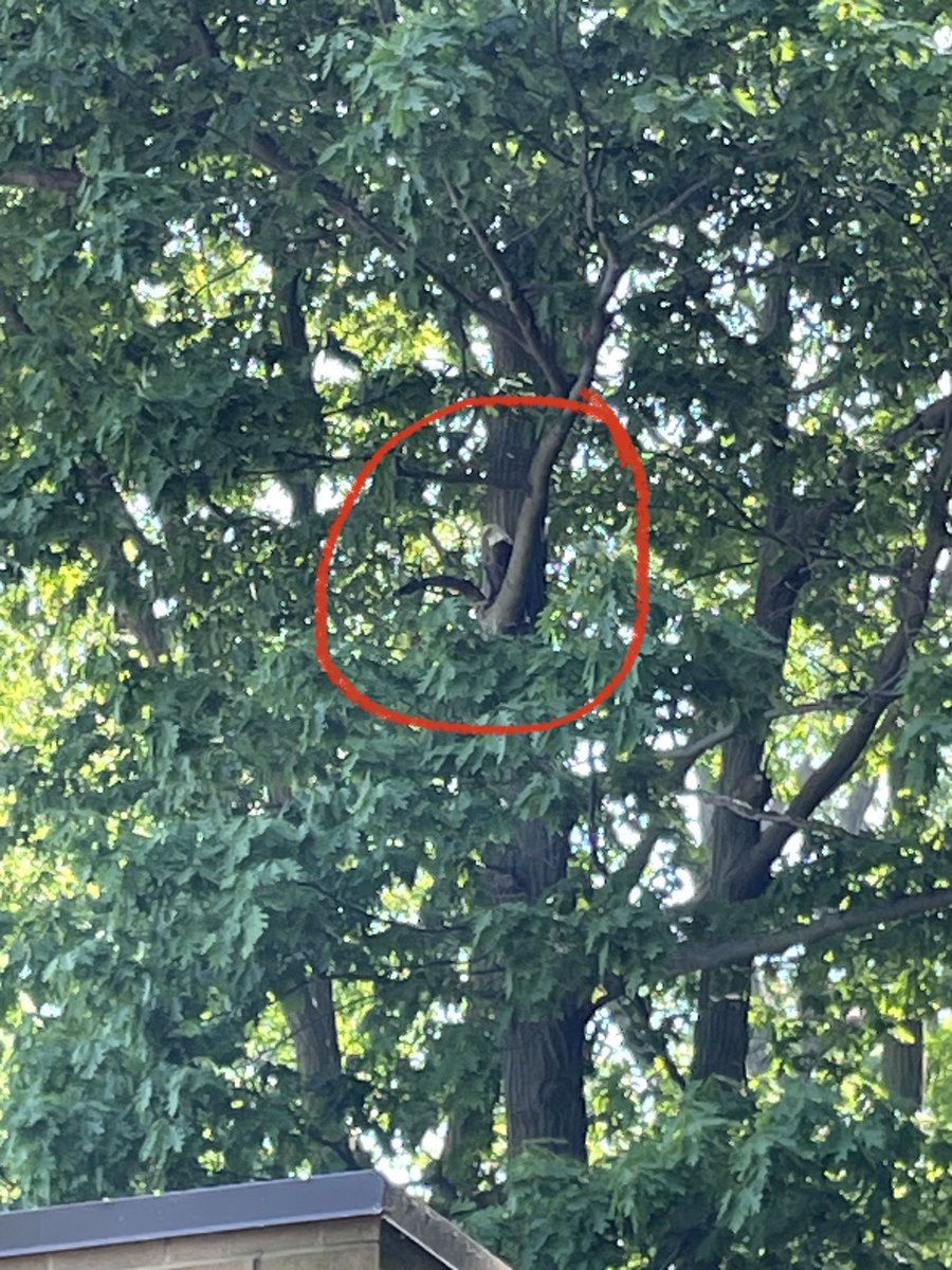 Avon Lake Schools - Operations (@avonlake_ops) on Twitter photo Not sure if they had an argument or not, but Stars and Stripes are currently staring at each other across the backyard 😂 <a href="/RedwoodAvonLake/">Redwood Elementary</a> <a href="/AvonLakeSchools/">Avon Lake Schools</a> #ALexcellence Not sure if they had an argument or not, but Stars and Stripes are currently staring at each other across the backyard 😂 <a href="/RedwoodAvonLake/">Redwood Elementary</a> <a href="/AvonLakeSchools/">Avon Lake Schools</a> #ALexcellence