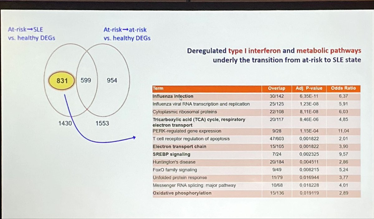 CONGRESS #EULAR2023 | @george_bertsias discussed #SLE risk prediction. 22.1% pts developed classifiable SLE by ACR/EULAR criteria. Family history & smoking were predictive for dev from 'at risk' to classifiable SLE. Type 1 IFN pathway was found to be involved in SLE dev. #lupus