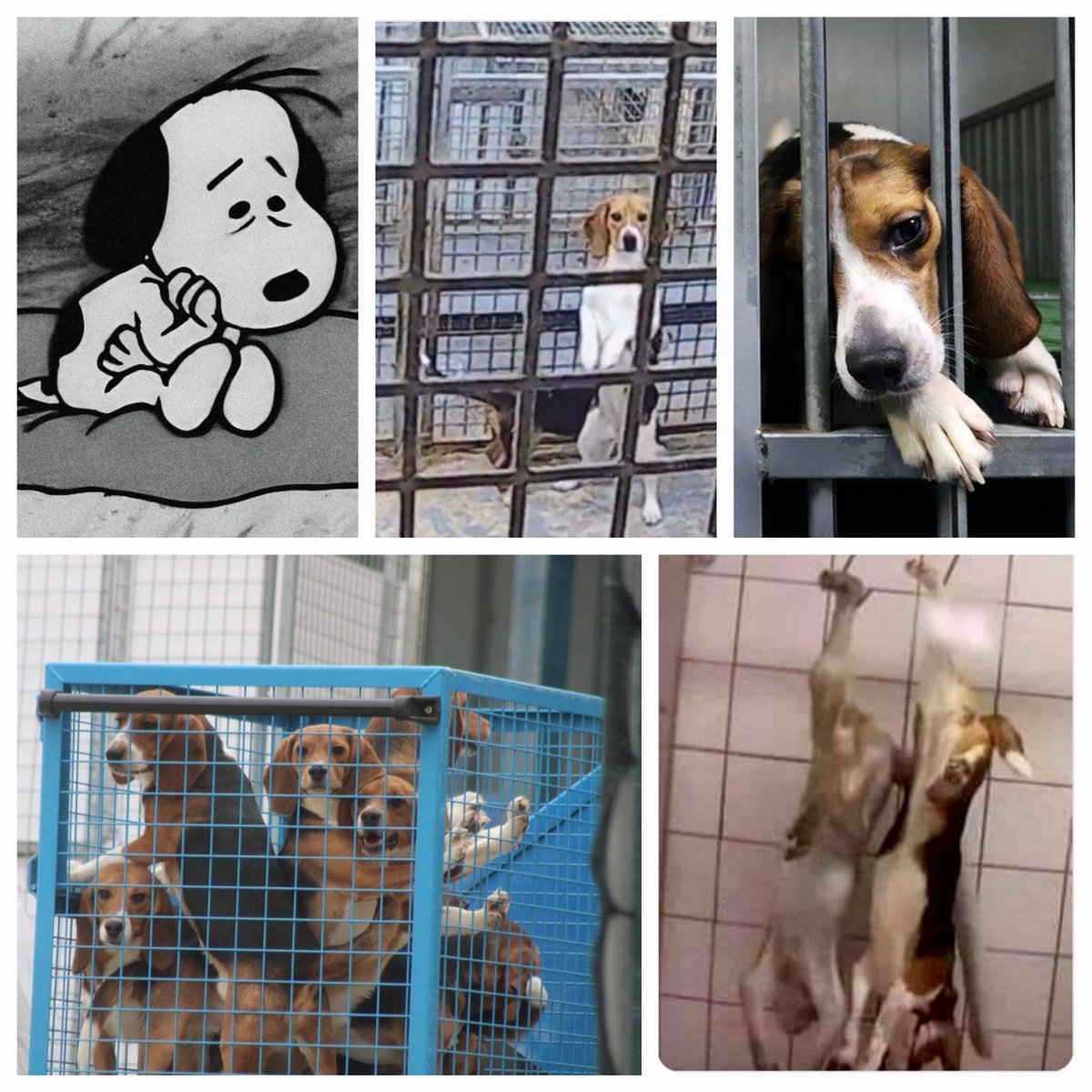 Free the Beagles 🐕🐕 Please help us to shut down Marshall BioResources in Huntingdon. 📣📣  MBR is a deathfactory for puppies 
#followbackfriday 
#ToriesCorruptToTheCore 
#ToriesOut329 
#ToryCriminalsUnfitToGovern 
#ToryScum #JusticeForMarshallandMillions
#marshallandmillions