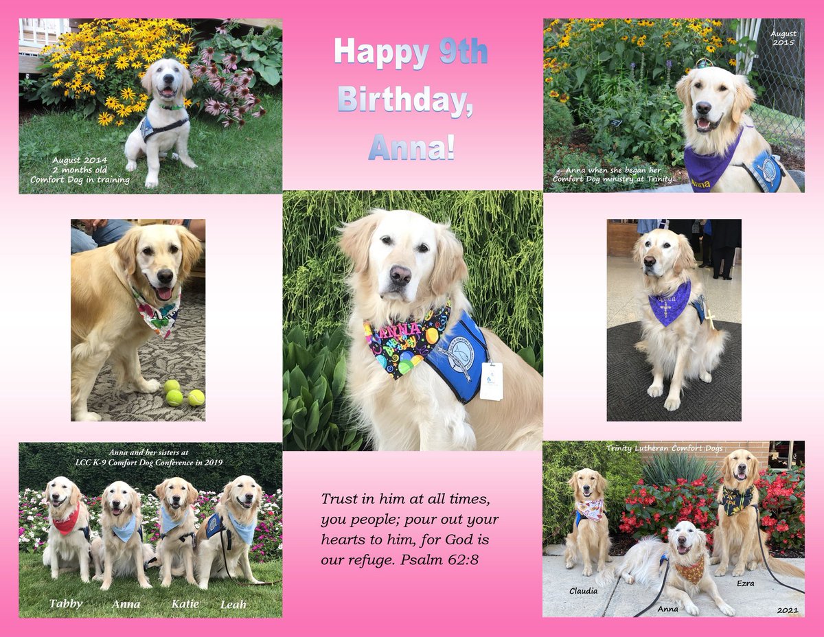 LCCK9Anna's tweet photo. Today is my 9th birthday!  I have been blessed to serve as a @K9ComfortDogs at @TrinityToledo, and meet so many awesome friends. Thanks to all of you who have given me so much love and support. 🎂❤️🐾#HappyBirthday to my dear sisters @LCCK9Tabby, @katiecomfortdog and @LCCK9Leah https://t.co/f8xwjy14yV