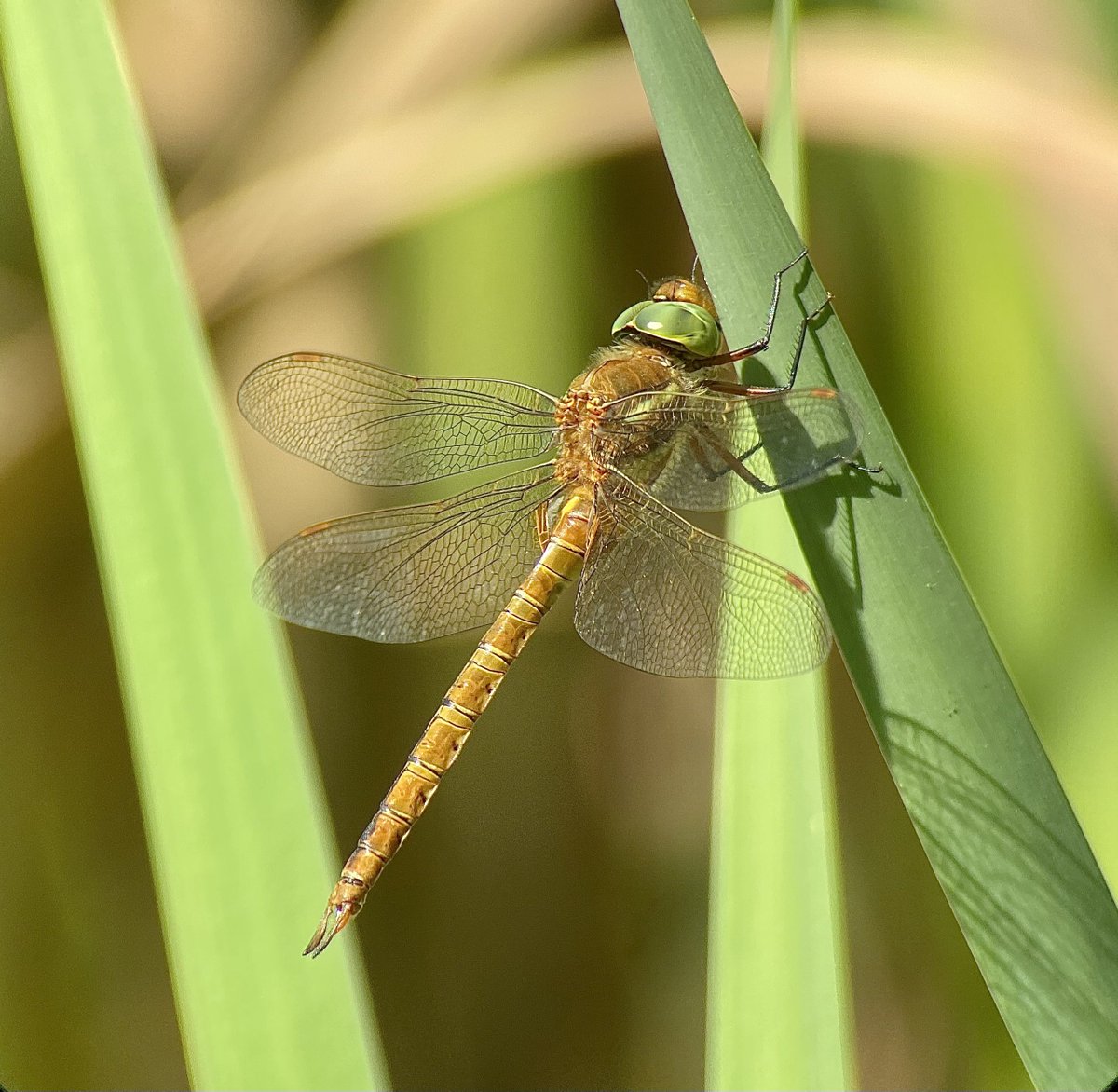 At least 7 Norfolk Hawkers at Radipole this afternoon