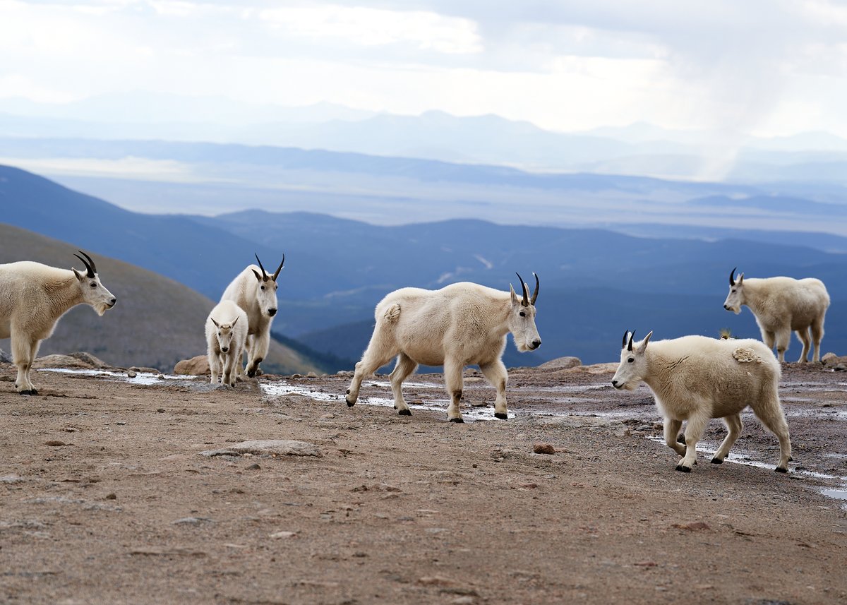 It's mountain goat season! Aka, MT Evans scenic byway has officially opened for the season. And if you've ever made that drive, you know you'll see a bunch of these guys along your route. #funfactfriday

Picture taken August 2022.

#beAlpha  #justgoshoot #wildlifephotography