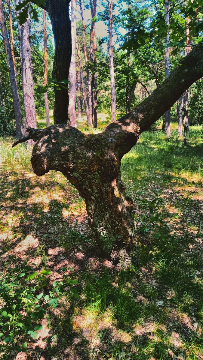Oak tree🤗
.
#jiwoodlamp #oak #oaktree #nature #naturelovers #forest #oakforest #NaturePhotography #ukraine
