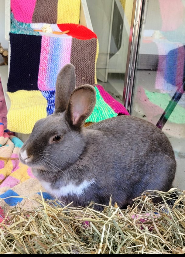 Small animal appreciation Friday 💜 As well as cats and dogs we have lots of smaller animals ready for adoption here at the Ark.
Check out these and more at our website link below. #rabbit #guineapig #gerbil #smallanimals rspcasolentbranch.org.uk/small-animals-…