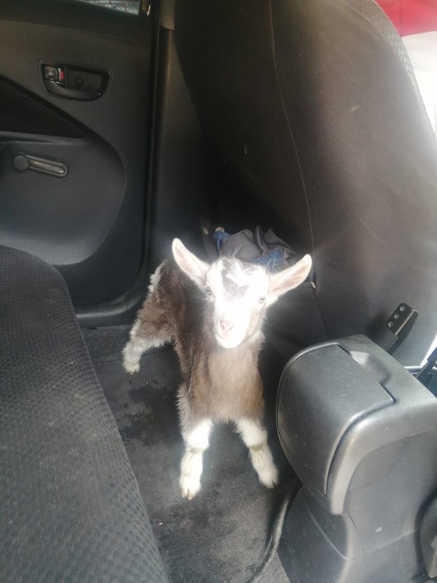 aguayypan's tweet photo. El rescate de hoy 😭🫶🏻 un señor se lo compró a la hija y apenas el bichito empezó a jalarse tortas adentro de la casa lo abandonó en media calle. ¿Me ayudan a encontrarle un hogar? Está en adopción responsable 🩵 https://t.co/ncjbiqVFtN