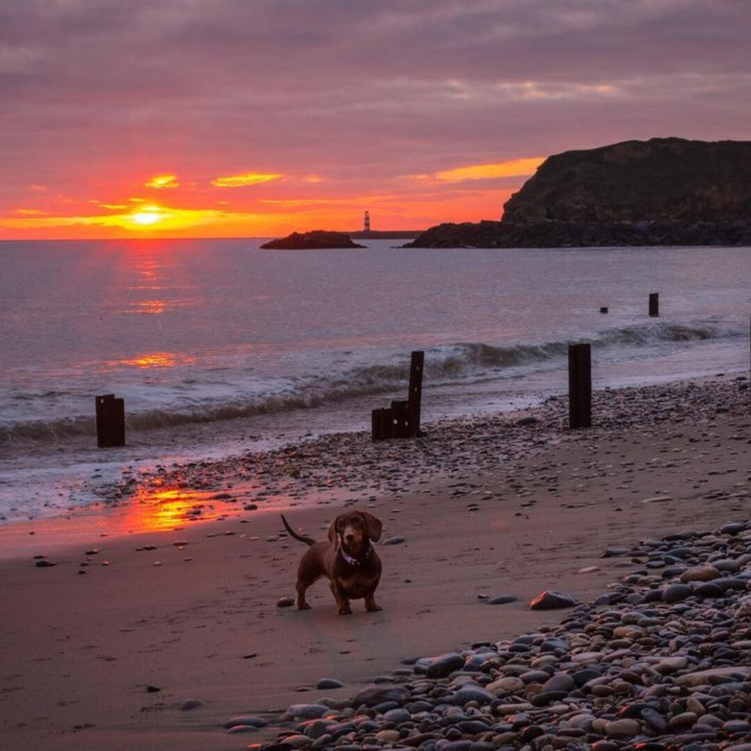 The perfect beach stay for you and your pooch. @seahamhallhotel offers dog friendly stays and is located just moments away from picturesque Seaham Beach 🐕‍🦺

bit.ly/3M0yzTO

📷 luckandlens