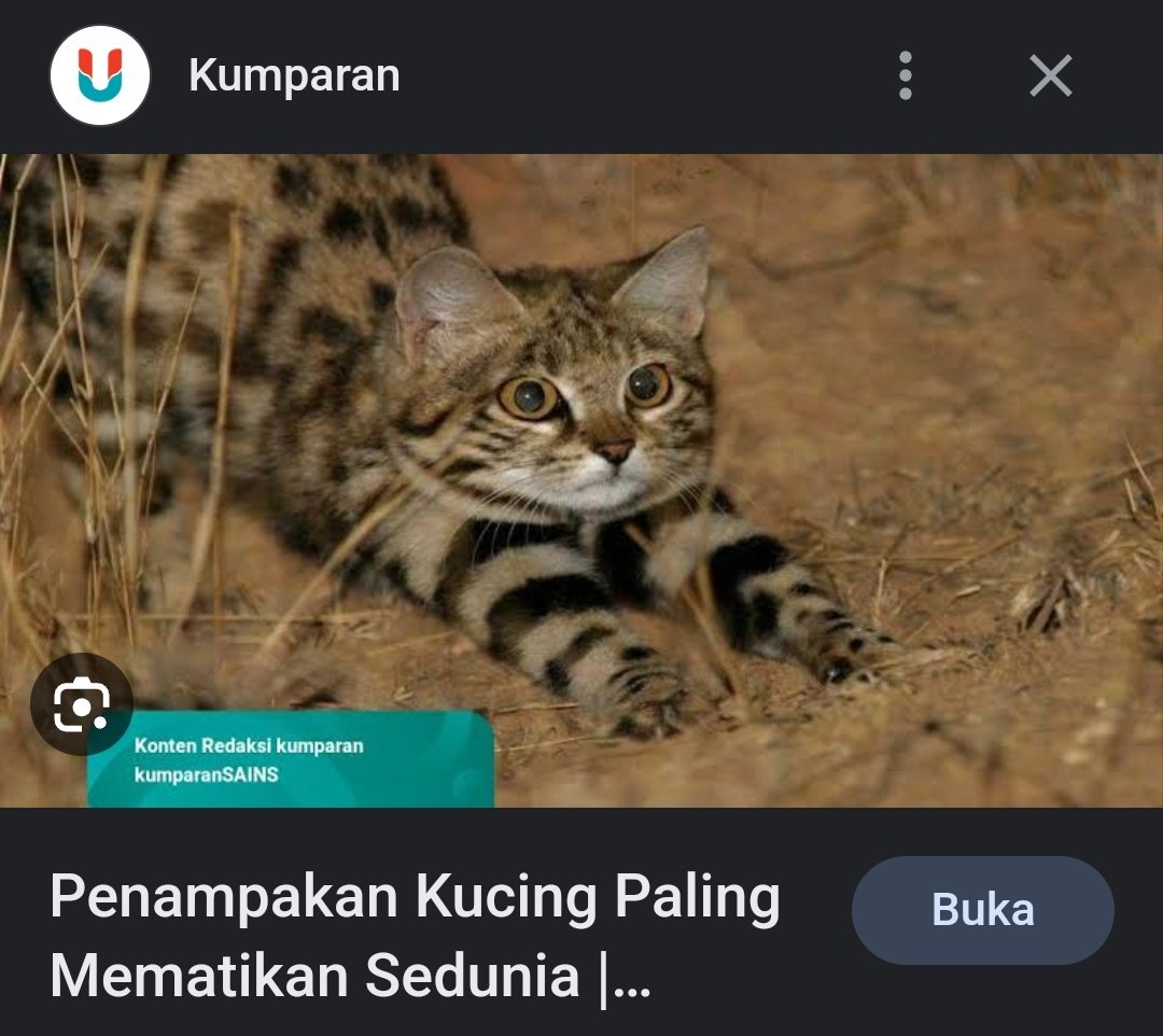 🐈 Iyakah? takut bgt loch..