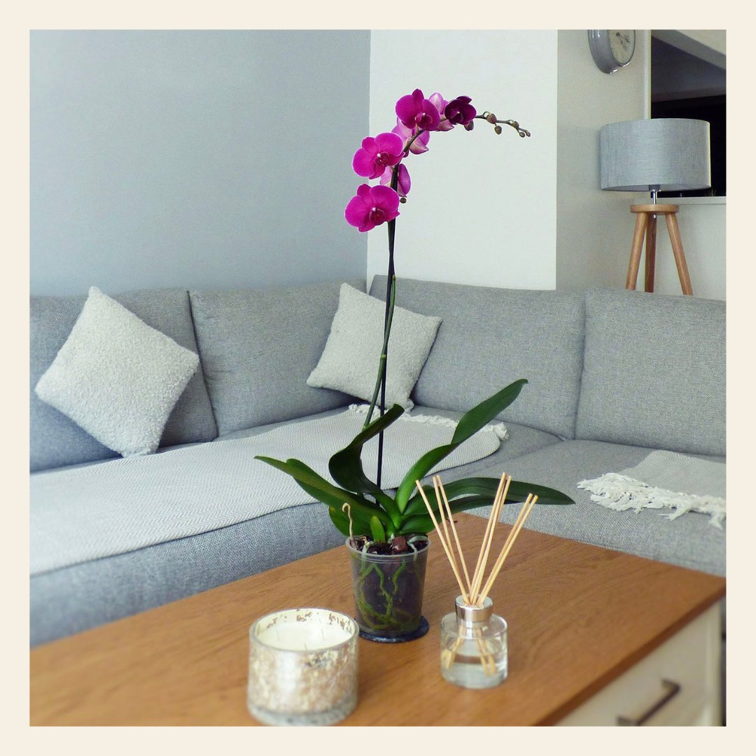 LoveOrchidsUK's tweet photo. We have a multi-pack sale! 
Why not treat yourself to 4 large single-stem orchids for only £26! (we've also heavily reduced the 5 and 6 packs too!) 
https://t.co/WOWuVa7Rp2

#loveorchids #orchids #orchidflower #orchidlover  #flowers #plants #sale https://t.co/he1Eg1yQ3S
