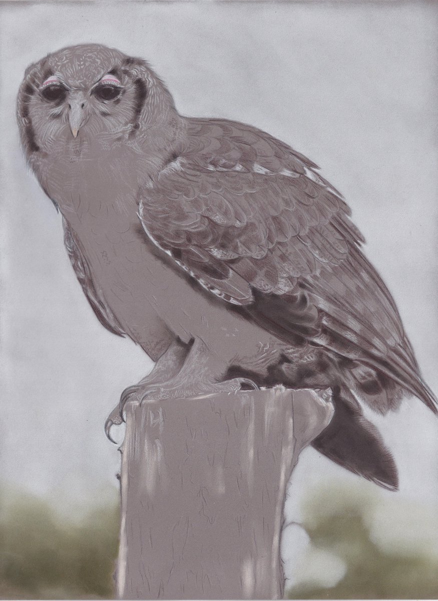 Day four on this one. Verreaux's eagle owl. First layers done on the wing. I'm sticking to the easier parts for now 😬Coloured pencils on Pastelmat, pan pastel background. A3 sized, from my own photo taken at the Hawk Conservancy Trust.

#ketupalactea