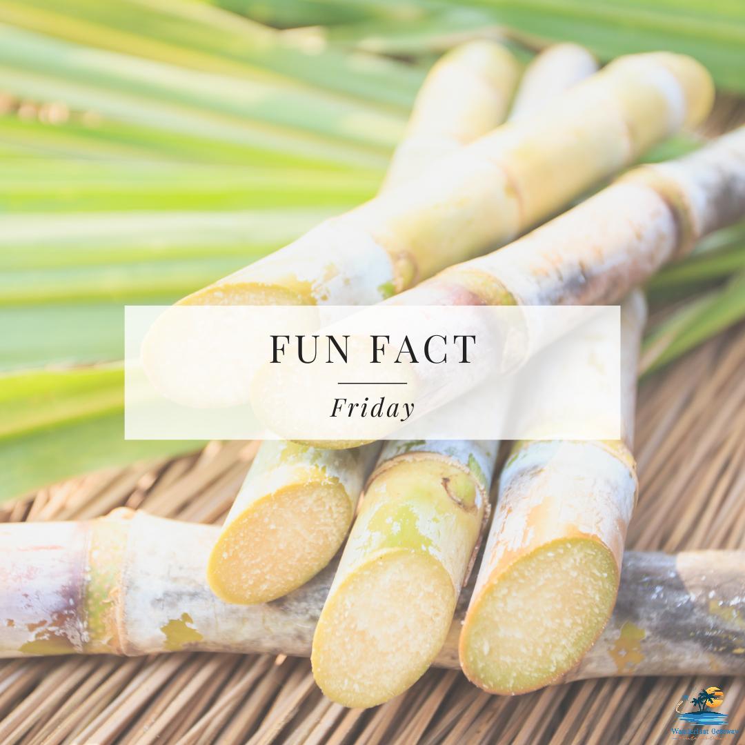 While sugarcane originated in South East Asia, it was first chemically refined in India about 2500 years ago. Do you have any sweet facts you’d like to tell us? 

#FunfactFriday #Sweet #India #sugarcane #sweetfacts #getzpremiervoyages #wanderlustgetaway