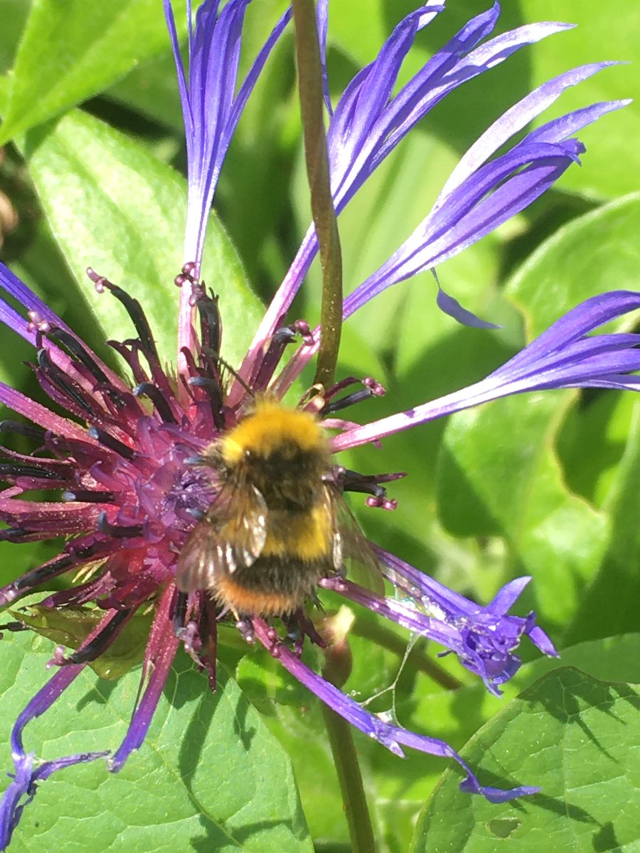 ruben_corella's tweet photo. #bee #bees #abeja #flower #fife #bugs #biene #beeslover #bugslover #insects #insectos #junebee #Junio2023 #blossoms https://t.co/ZRiSICBVLl
