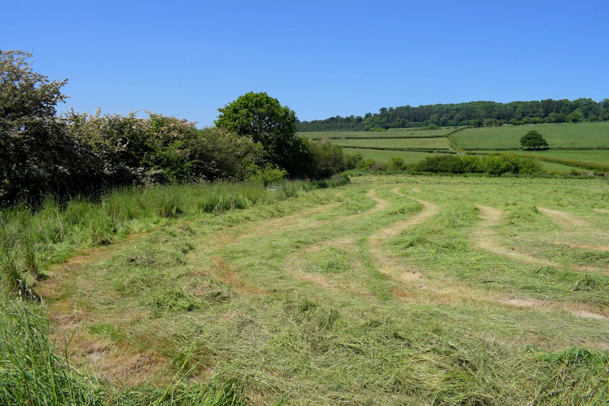 This is too early to cut hay.
Burrington meadows near Ludlow were a haven for wildlife when left to grow wild over lockdown, but have now been cropped too early for two years in a row, destroying bird nests and hare forms.