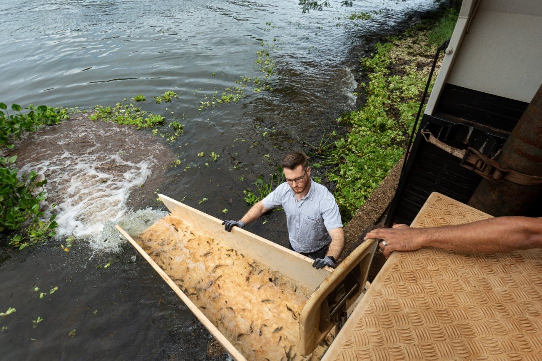 CTG_1993's tweet photo. #TeamCTG #Biodiversity
On May 22 and 24, CTG Brasil released 250,000 fishes🐟 into the Jupiá HPP reservoir on the Paraná River, respectively, to repopulate and guarantee the diversity of fish of native species.🥰 https://t.co/jrCDfomX71