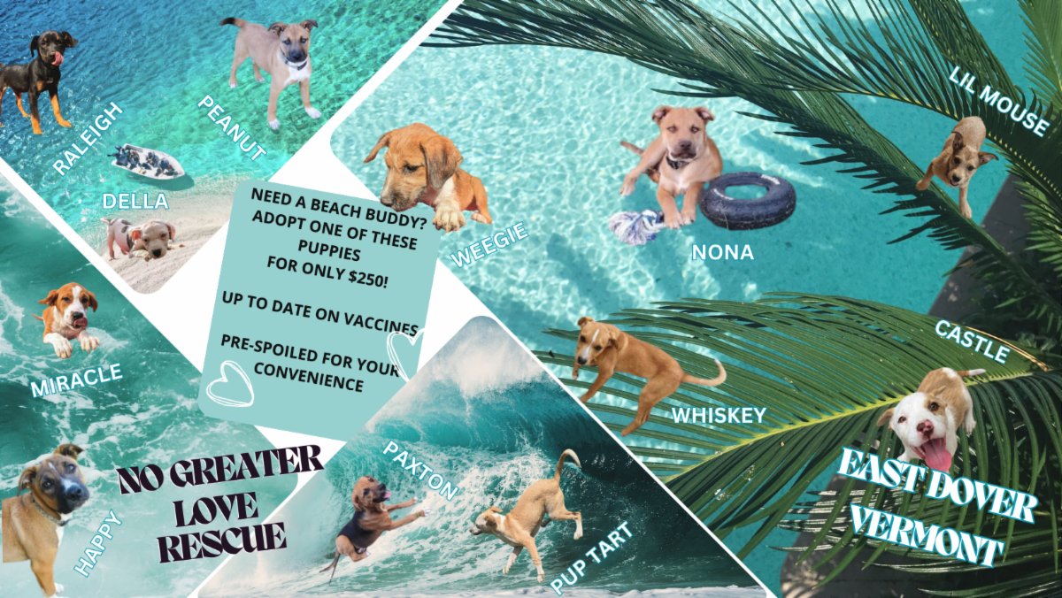 No Greater Love Rescue (@ngl_rescue) on Twitter photo 