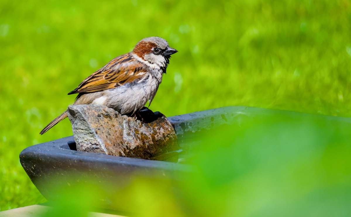 Nasser Spatz
#sparrow
#TiereImGarten
#birds #vögel #naturfotografie #naturephotography #natur #nature
