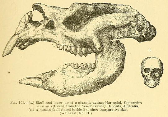FossilBonanza's tweet photo. The largest known marsupial is Diprotodon from Australia. It lived during the Pleistocene and was a massive relative of the wombat. It was almost 2 m tall and roughly 4 m across!
#SupersizeWeek #FossilFriday
https://t.co/n85FaUrHjM https://t.co/RkOlNi8Afx