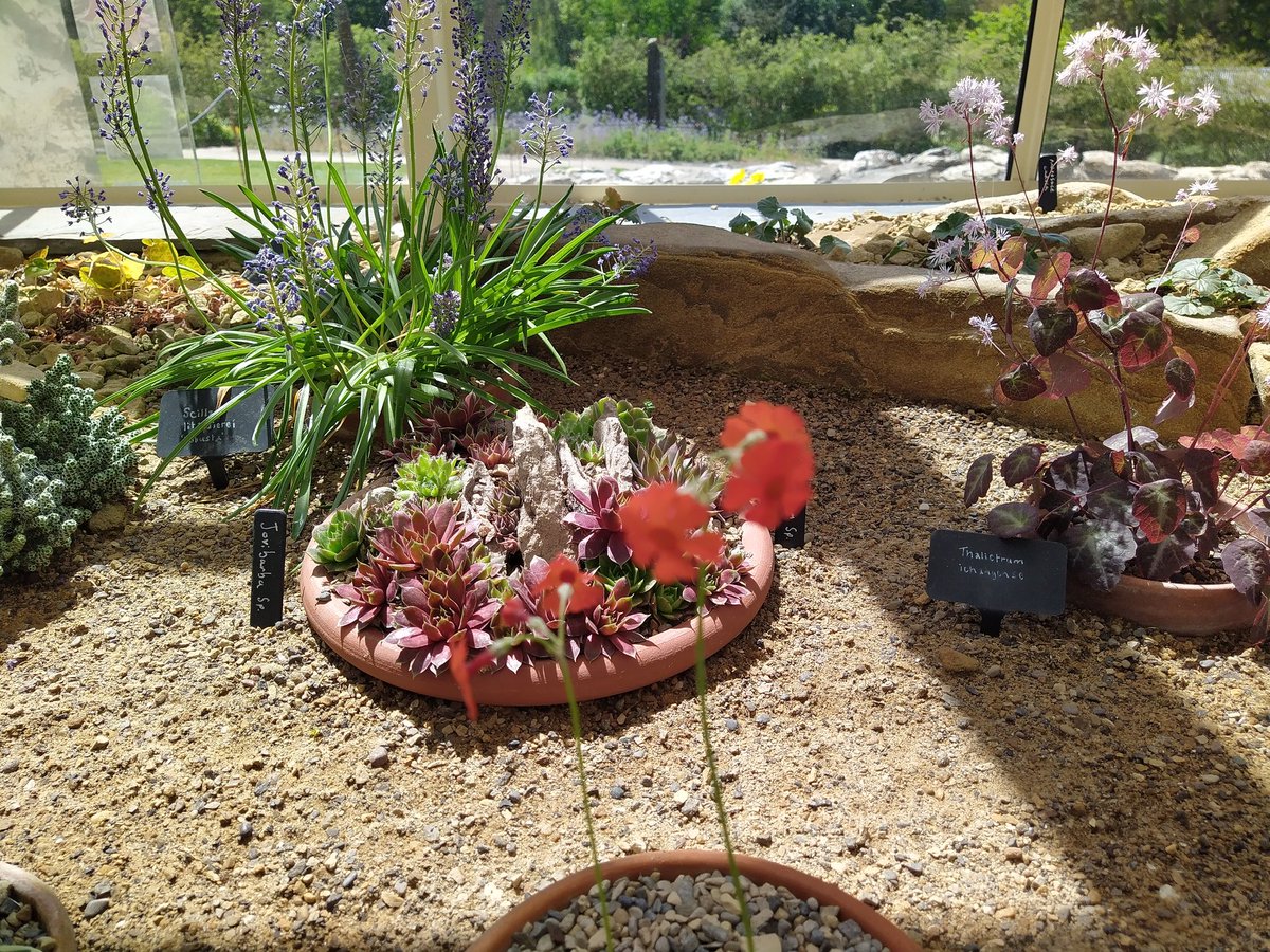 NAPS_North's tweet photo. ...and a few of the stars on the Alpine House: https://t.co/1HD2kjFsIf
