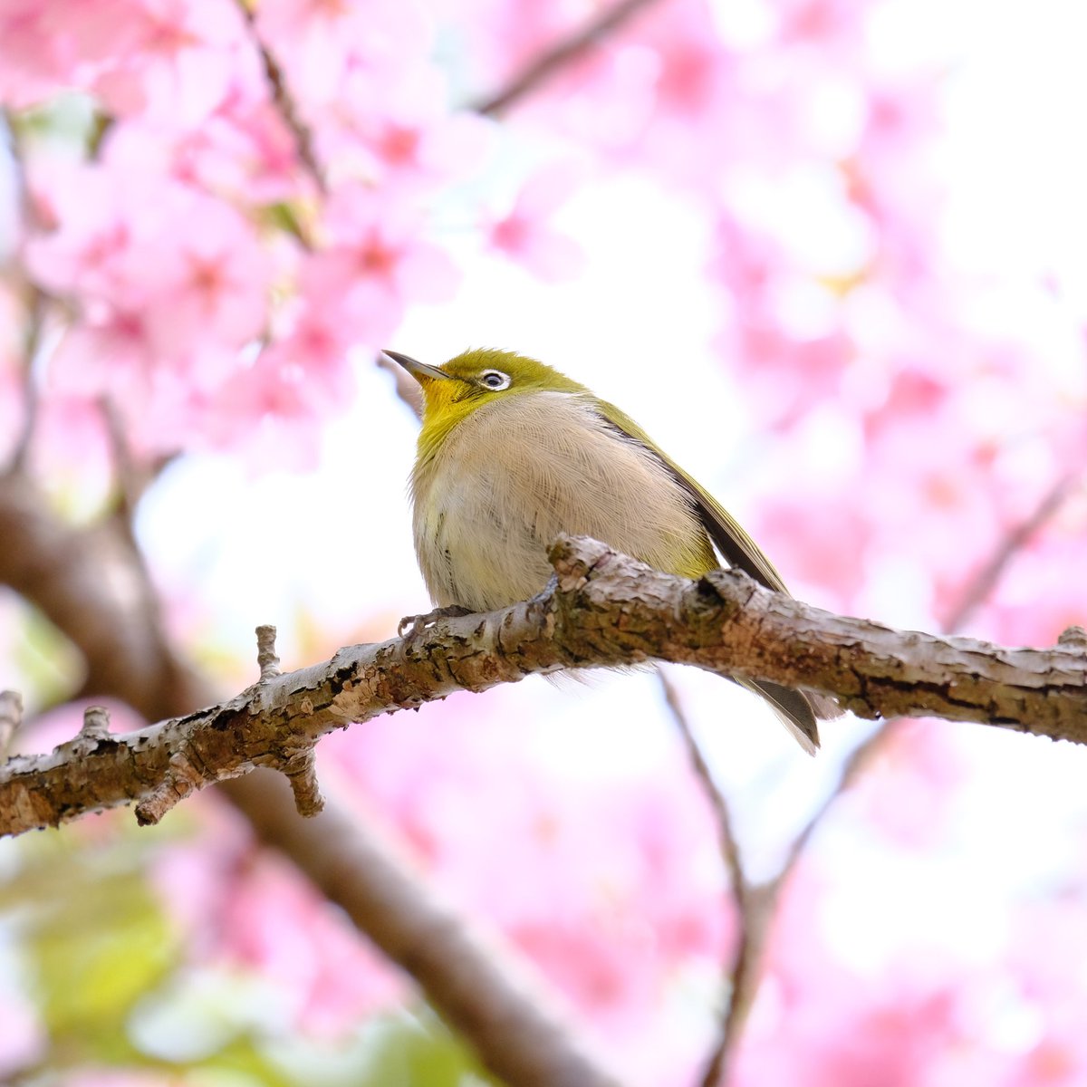 bird no humans animal focus branch cherry blossoms blurry tree  illustration images