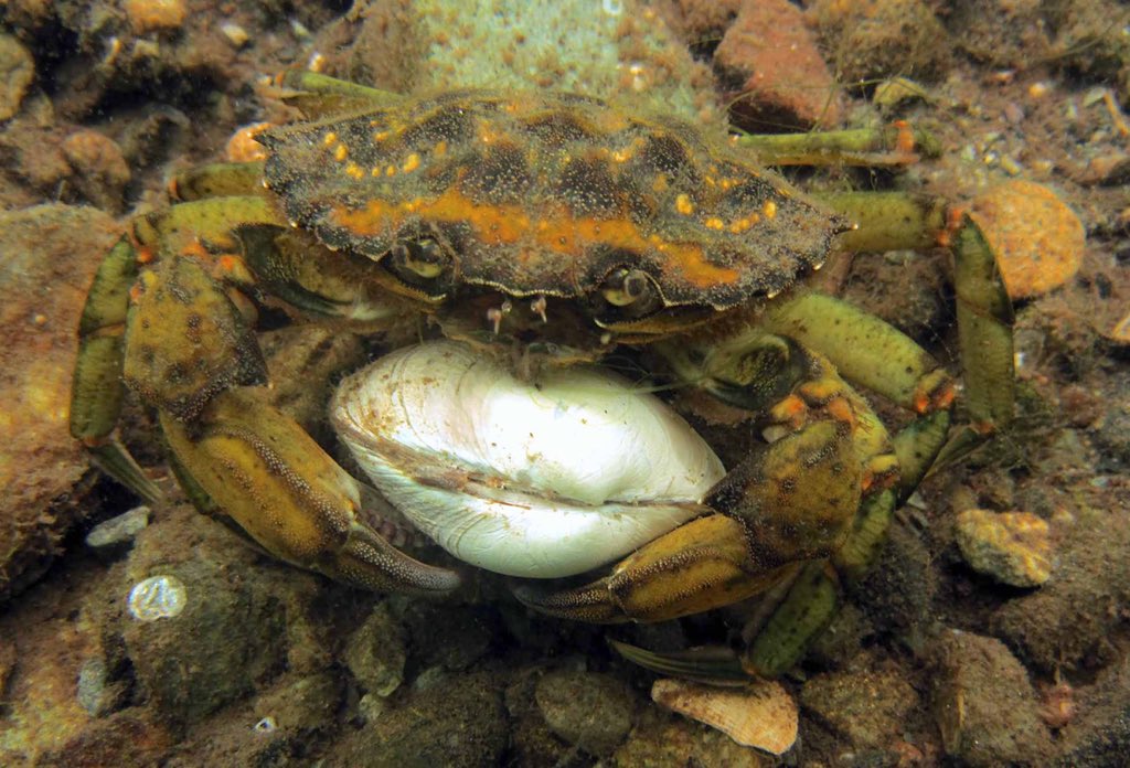 My first paper! Functional response experiments are often used to predict the impact of invasive predators on prey, but many only use males. What about females? We checked it out with invasive green crabs. 1/7 ⬇️