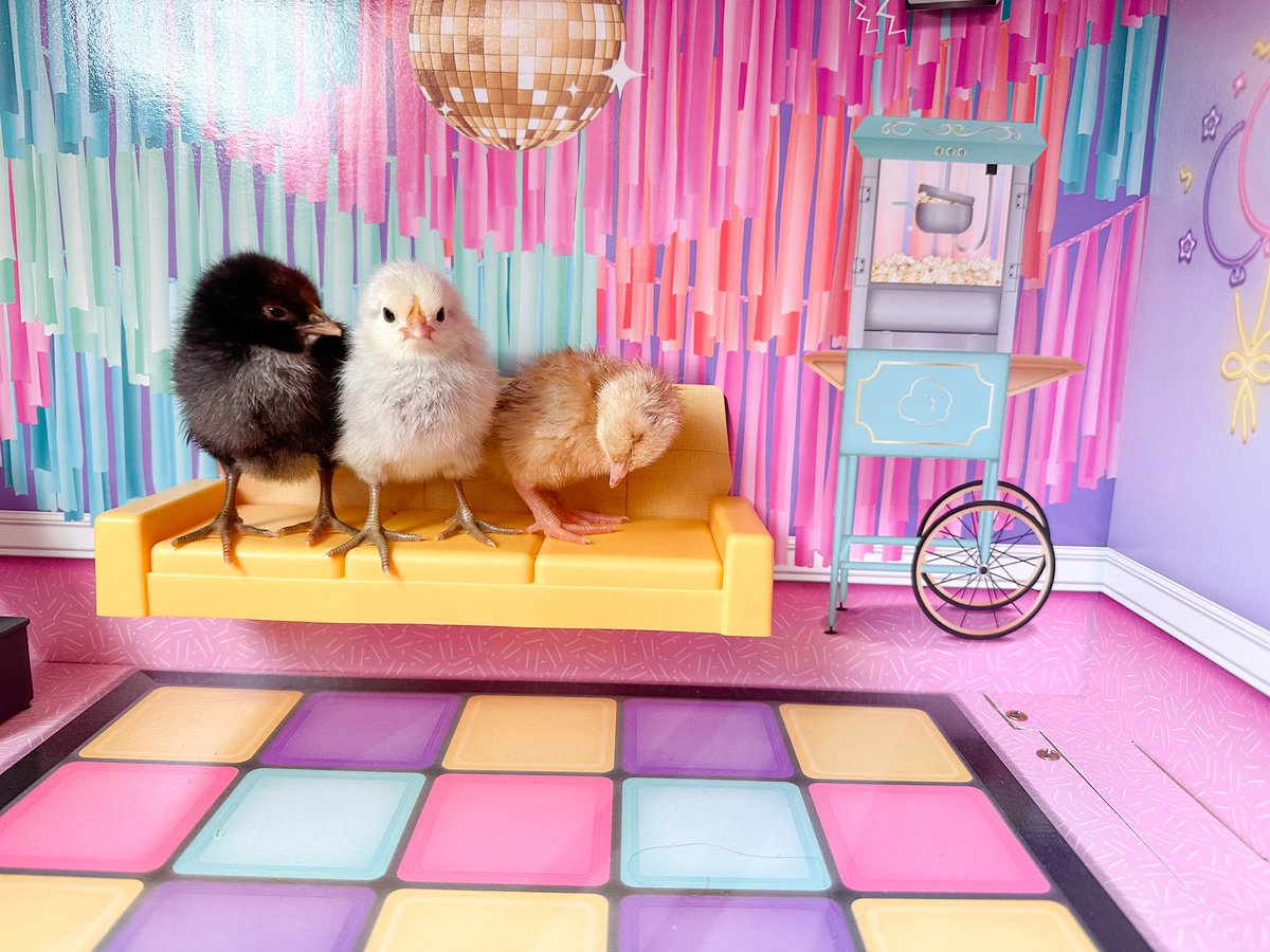 Our chicks are here! It’s party time! 🥳