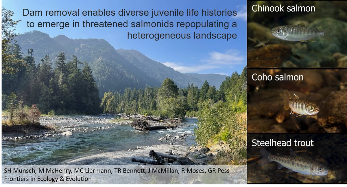 New paper w/some awesome colleagues working on the #Elwha. 

frontiersin.org/articles/10.33…

#OpenAccess #salmon #steelhead

🐟📷 M Bond