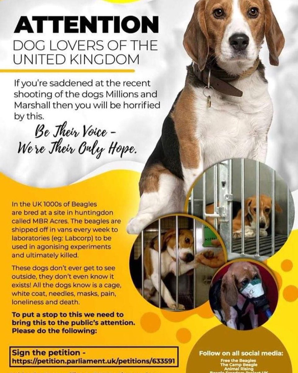 Free the Beagles 🐕🐕
Shut down Marshall BioResources in Huntingdon 📣📣📣📣
#followbackfriday #ToriesCorruptToTheCore #ToryCriminals #JusticeForMarshallandMillions #marshallandmillions #beagle #doglovers #endanimaltesting #tories
