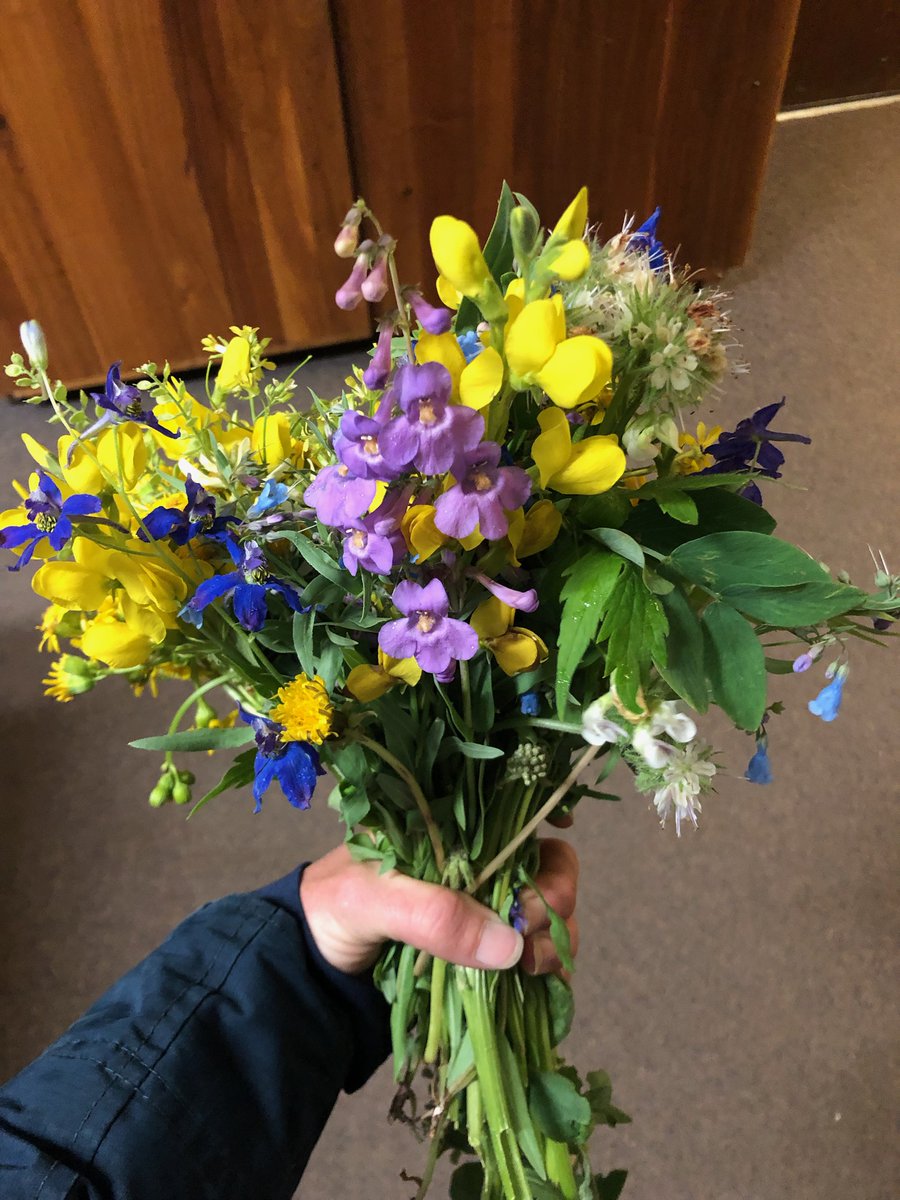 A reminder to leave it as you find it. A ranger found this bundle and more left on the side of a trail yesterday. It's not cool to take away other people's enjoyment of the wildflowers (and it's illegal).