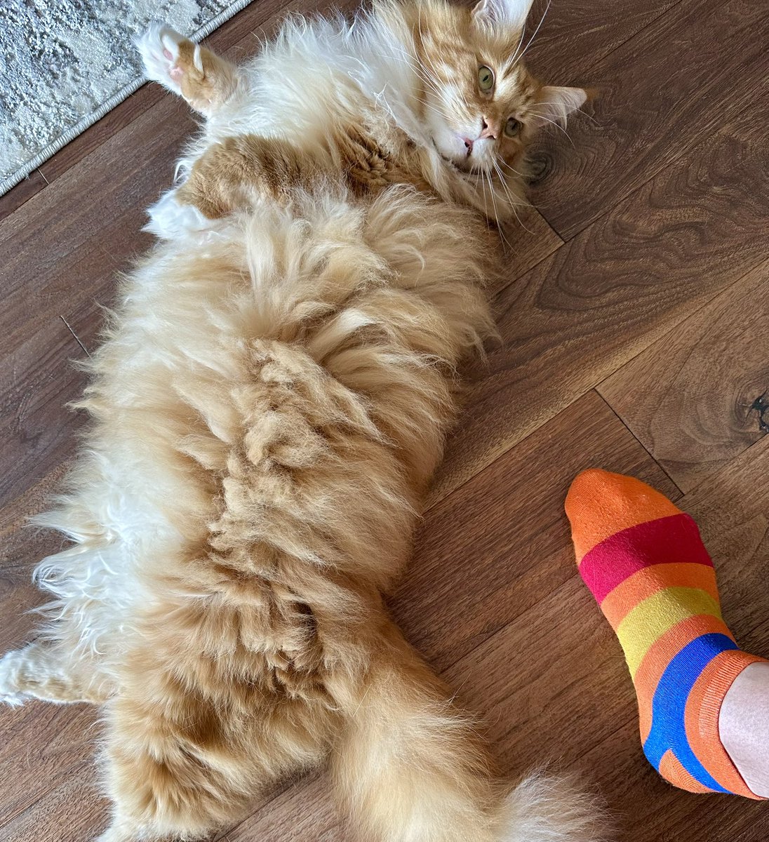 This #jellybellyfriday picture comes with a free scale guide! Dadmin’s foot is quite literally a foot (30cm/12”) so if you use your imagination you can work out how long Gizmo is! Add extra to whatever you get to as he’s not fully stretched out 😹😹🦁🦁 #teamfloof #CatsOfTwitter