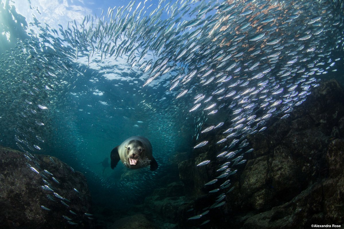 Just swimming by to remind you that today is your LAST CHANCE to cast your votes to help us select our 2023 #PhotoContest winners! 📸 

Which spectacular photos do YOU think should be crowned winners? 🏆 Vote now before time runs out! ⏳

CAST YOUR VOTE ➡️ oceanconservancy.org/photocontest