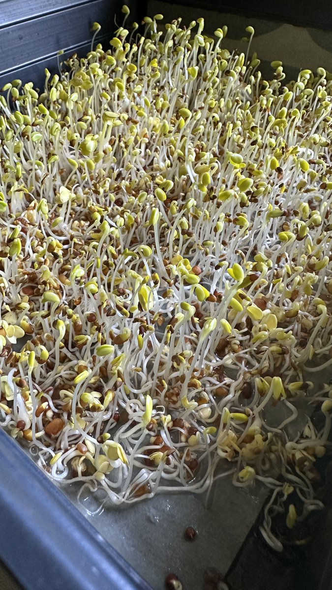 Germinating the micro greens 🤓🤓🤓