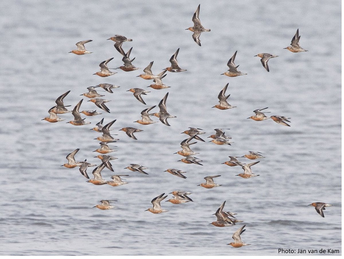 Christine Beardsworth (@drcbeardsworth) on Twitter photo 🚨 PhD opportunity 🚨
From personality to prey: understanding movement of migratory shorebirds during the non-breeding period
With myself, @AllertBijleveld, <a href="/_SamanthaFranks/">Dr Samantha Franks</a> and @stefanako71
Advert: shorturl.at/ahAE4
VC Studentship info: ljmu.ac.uk/research/phd-s… 🚨 PhD opportunity 🚨
From personality to prey: understanding movement of migratory shorebirds during the non-breeding period
With myself, @AllertBijleveld, <a href="/_SamanthaFranks/">Dr Samantha Franks</a> and @stefanako71
Advert: shorturl.at/ahAE4
VC Studentship info: ljmu.ac.uk/research/phd-s…