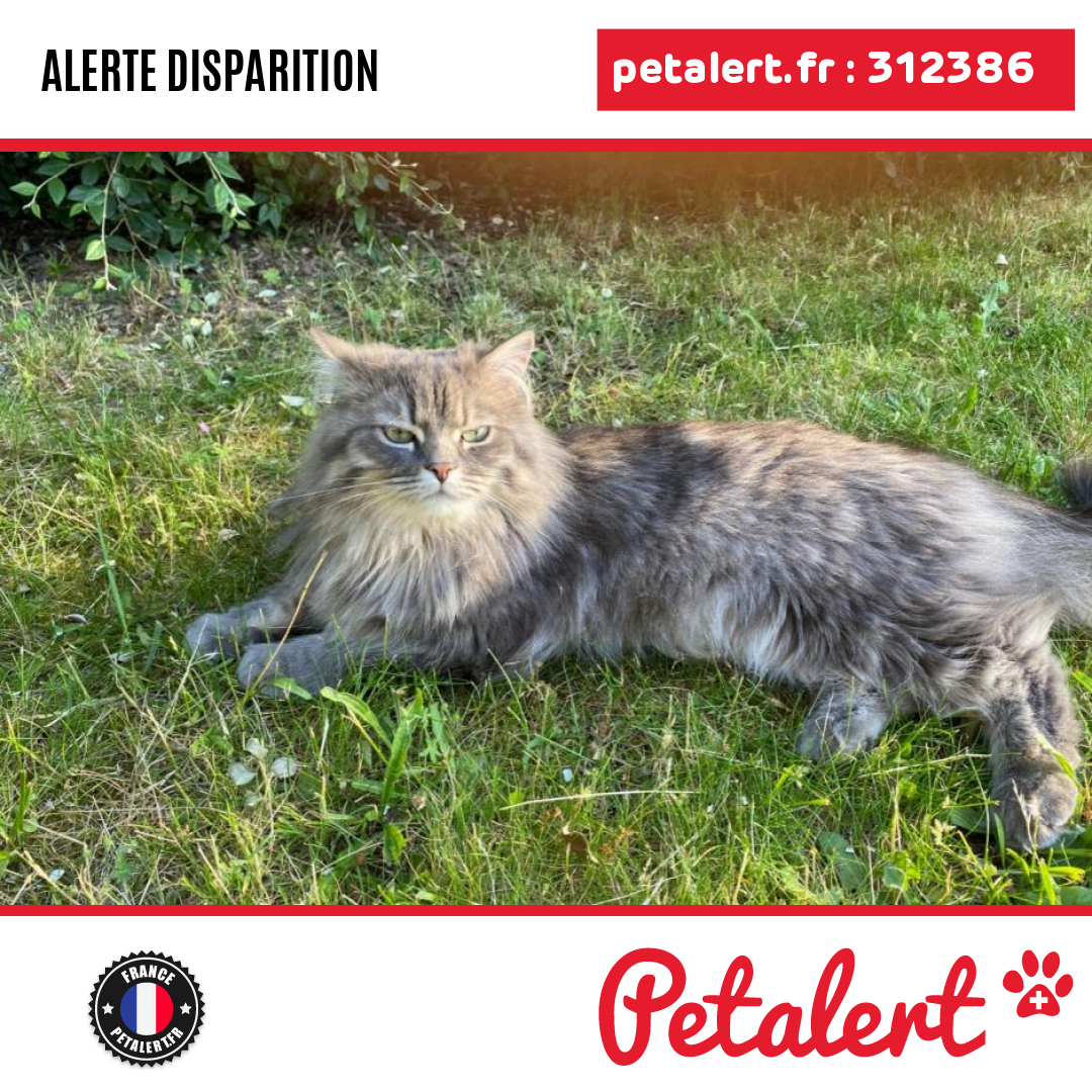 petalert_france's tweet photo. Disparu #Chat #Essonne #Marcoussis #Petalert #PetAlert91 / https://t.co/LQPhixEwjf https://t.co/E1kUAxtcHK
