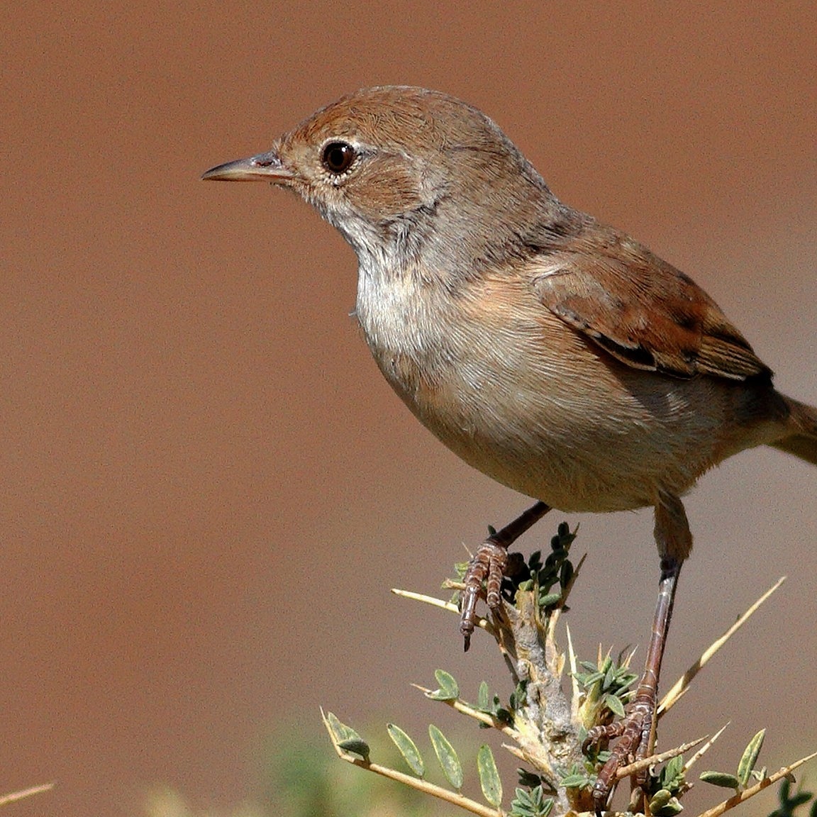 Now is rare bird time in the Masai Urfa Steppes..😜😍💙🇹🇷
#bozkırötlegeni #sylviaconspicillata #spectacledwarbler #dogadernegi #birdpx #trakuş #citizenscience #vatandasbilimi #birdwacthing #karacadağ  #birecik #anatolia #türkei