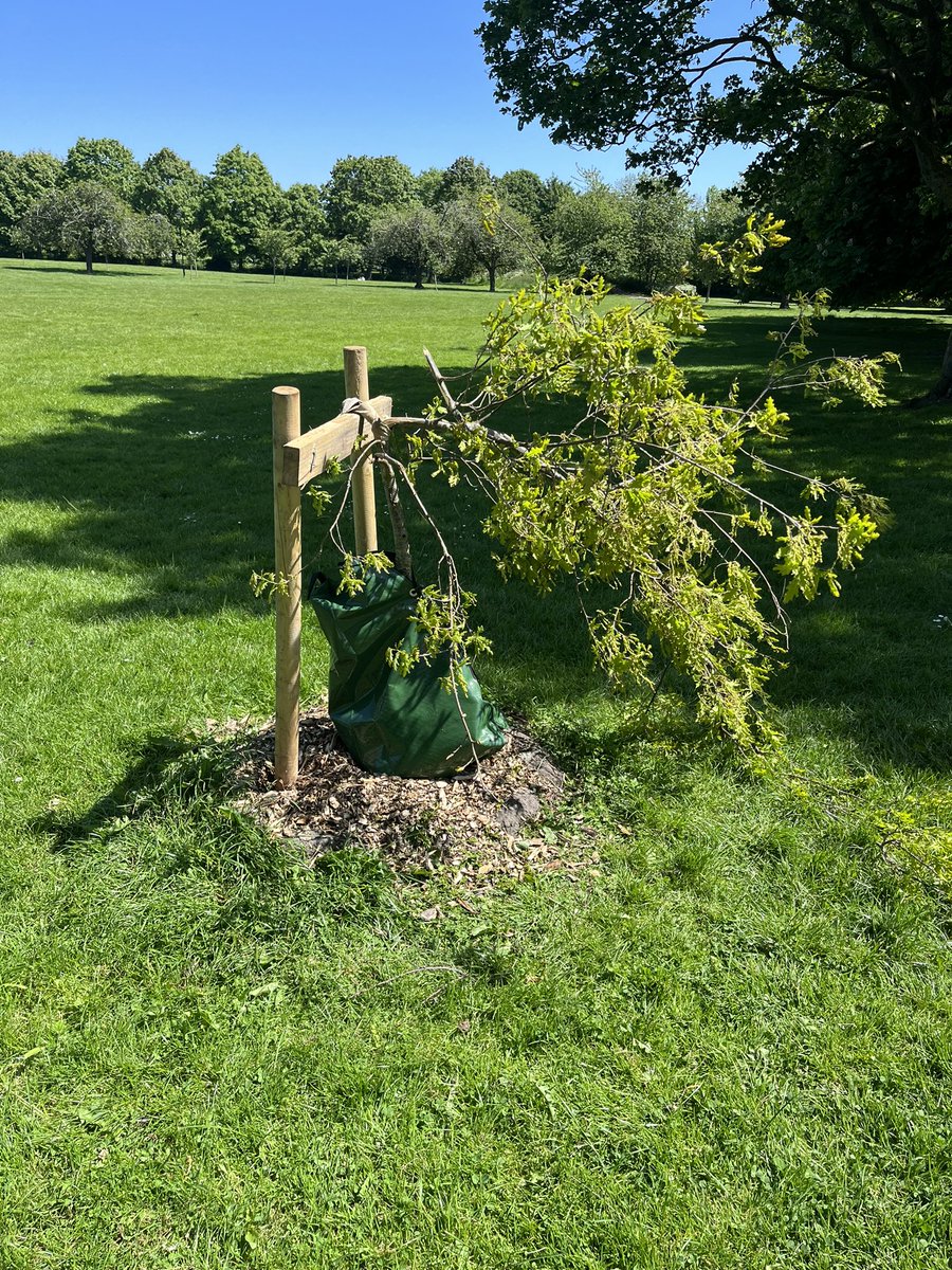 What kind of moron would destroy a newly planted tree? 🤬🤬🤬🤬<a href="/Harrogatebc/">Harrogate Borough Council</a>