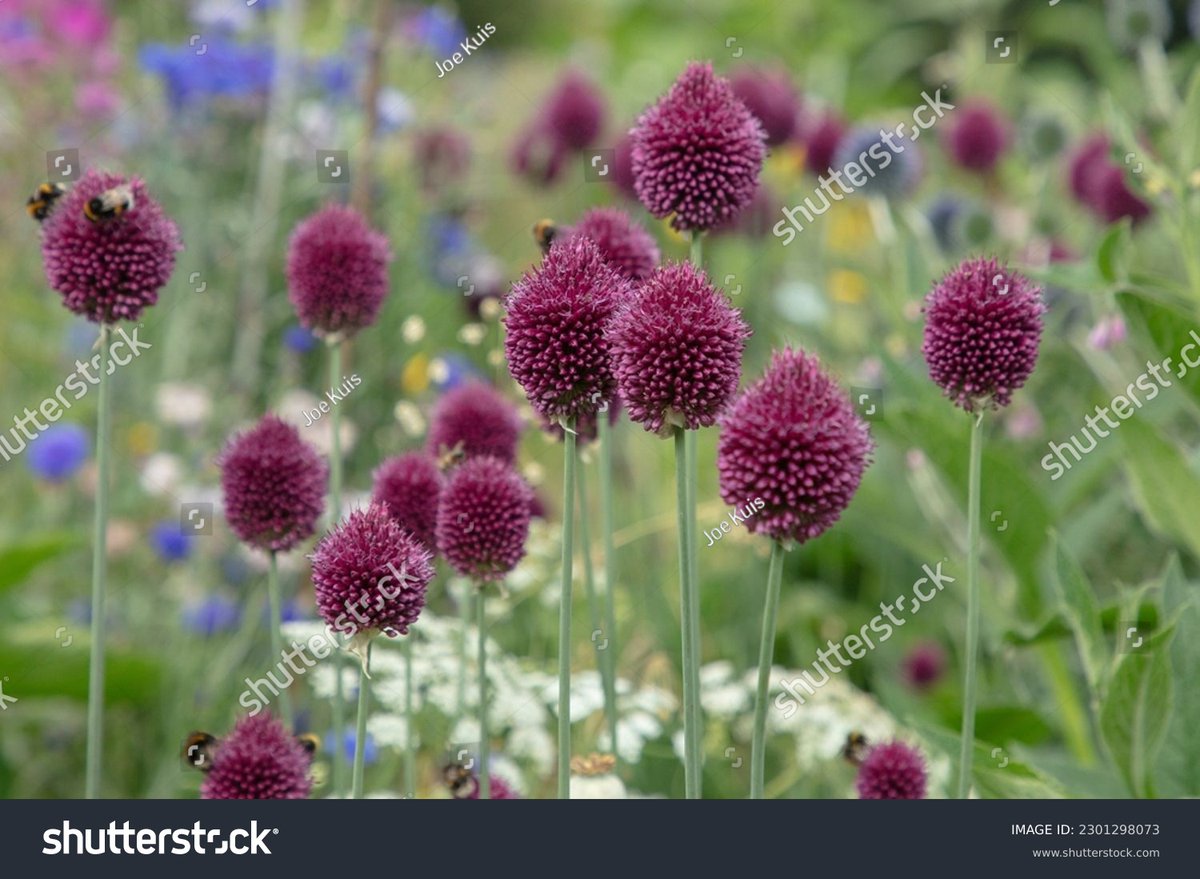 Aperture105's tweet photo. Closeup of the round headed spring flowering bulb Allium sphaerocephalon seen in the garden. https://t.co/d1SA5cLYS5 #alliumsphaerocephalon #allium #flowers #garden #purpleflowers #floweringbulbs #gardenborder #GardeningTwitter #roundflowers https://t.co/Kelaq3pedf