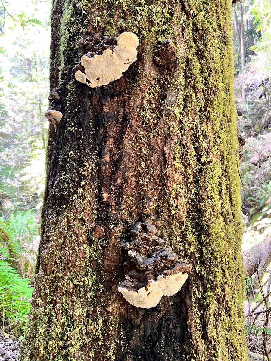 Symbiosis in a redwood forest #fungifriday #mushrooms #naturephotos