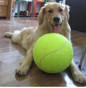 Now that's a tennis ball.
#dog #dogs #doglover #dogsofinstagram #dogoftheday #dogstagram #dogsdaily #dogsofig #doggo #dogfeatures #puppy #puppylover #puppylovers #puppies #funny #funnyanimals #funnydogs #funnydogmeme #funnydog #funnydogsofinstagram