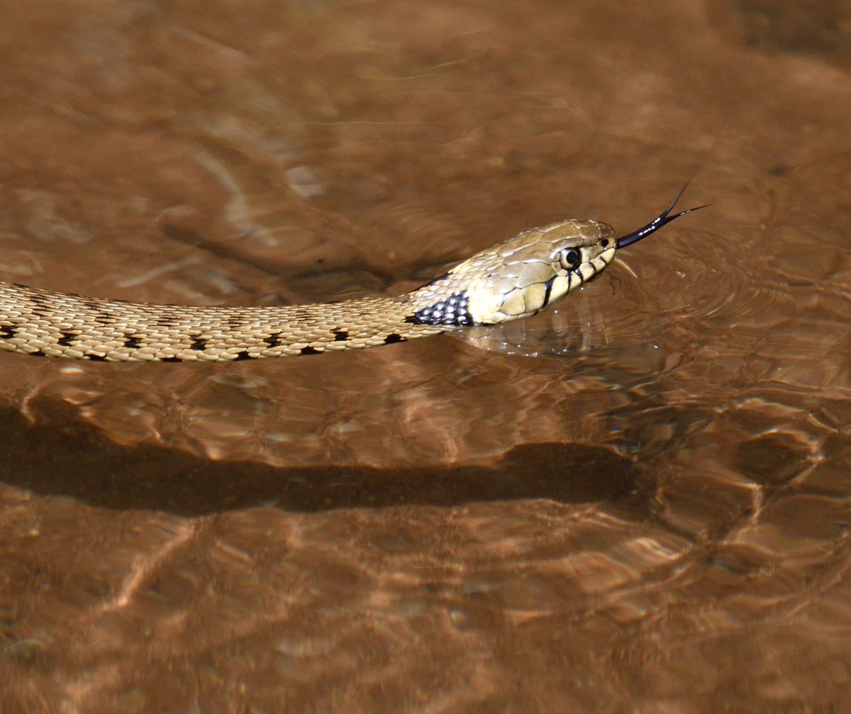 JoKingDevon's tweet photo. What a treat! A beautiful #GrassSnake swimming along #ShuttertonBrook #Dawlish this afternoon. Couldnβt get it all in the camera frame so had to run further down the brook to a gap and wait with the phone to film it swimming https://t.co/DwevKD7YPO