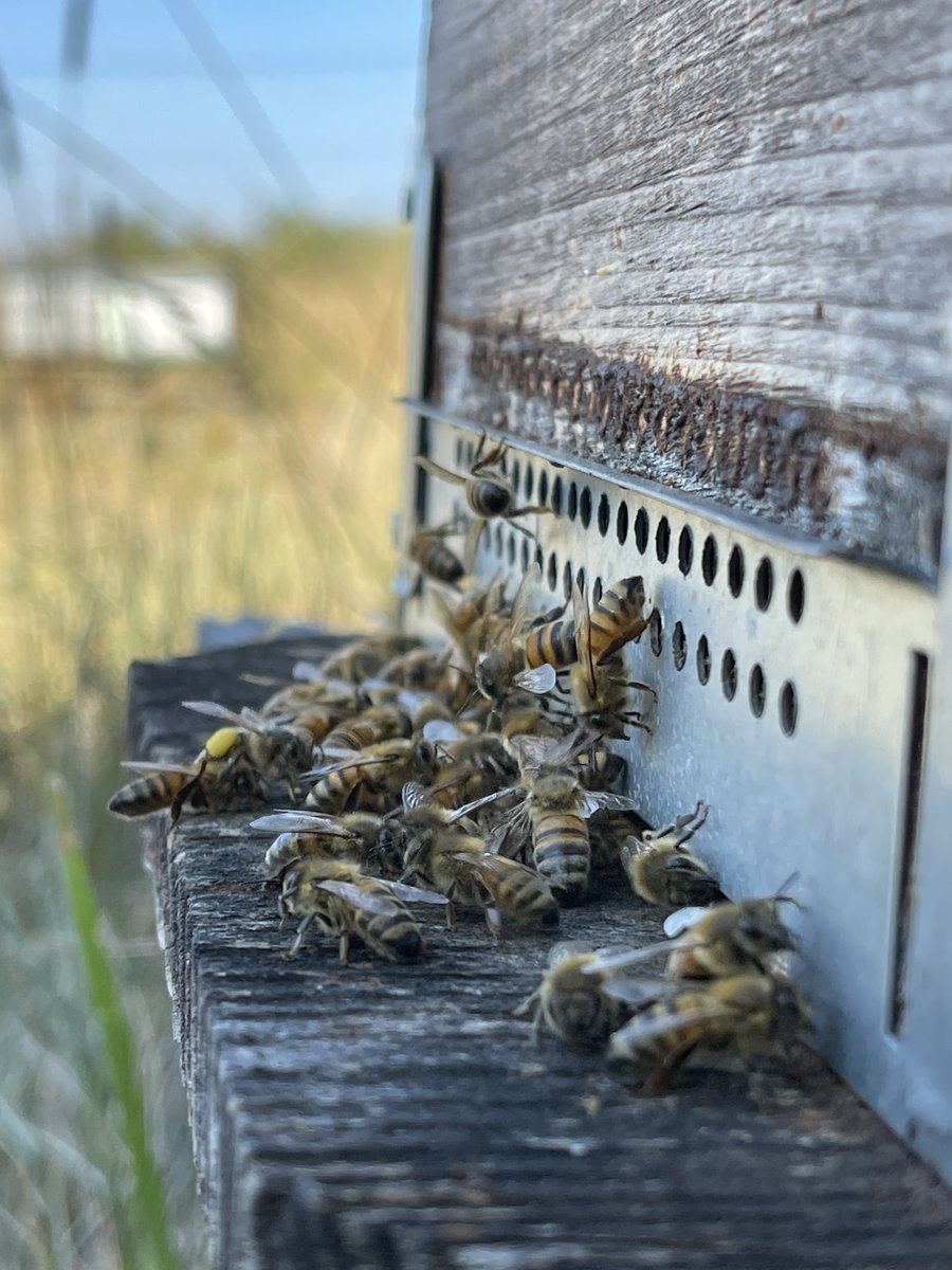 Bon weekend ensoleillé à toutes et à tous. ☀️

#abeille #apiculture #apiculteur #natureisbeautiful #nature #insect #insects #soutenirlesabeilles  #beekeeping #bee #beekeeper #savethebees #bees #impactpositif #environnement #rse #agirpourlaplanete #biodiversité #biodivertsity