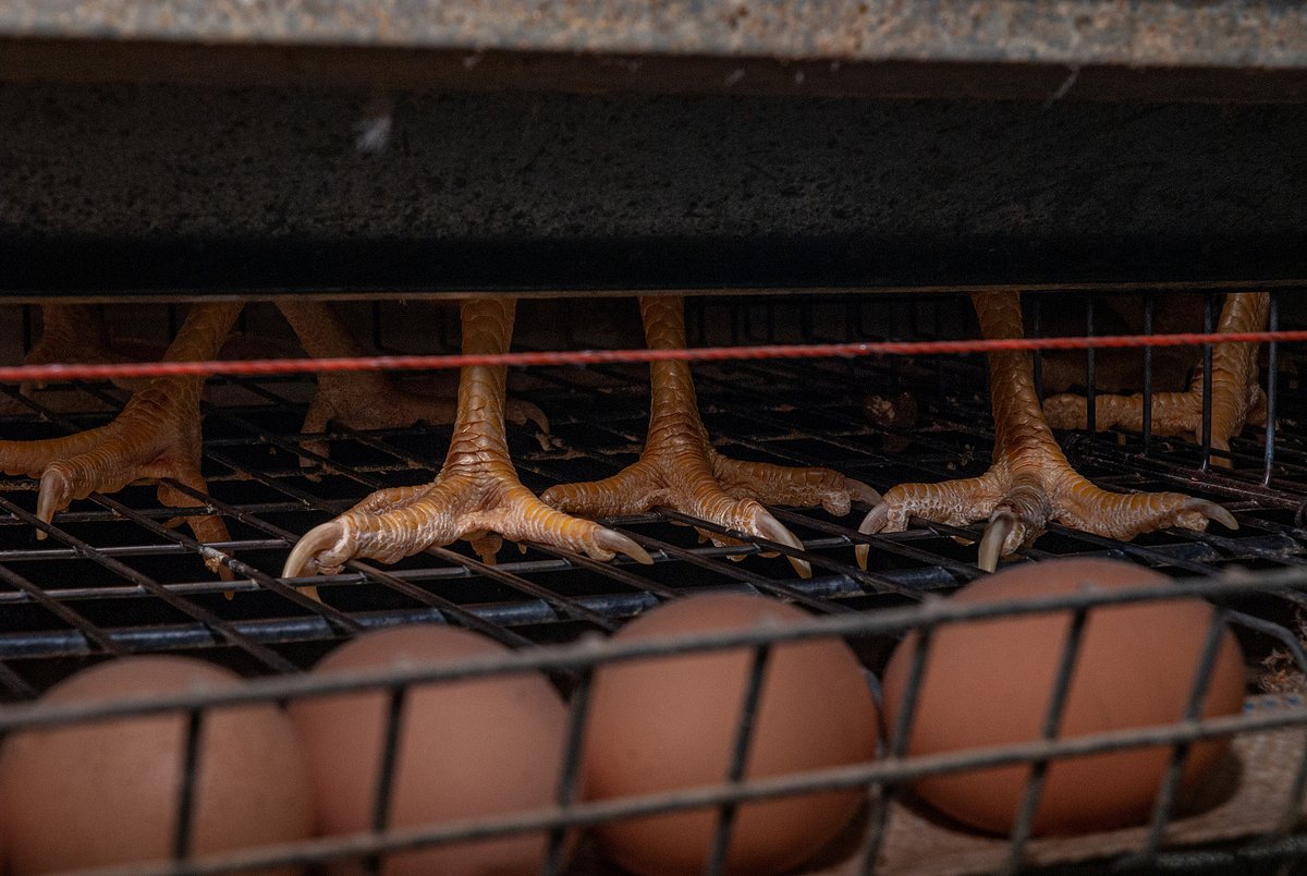 June 3 marks #NationalEggDay, a day celebrating eggs as a nutritious food source.

But nutrition is not the only consideration that influences the health impacts of eggs.

Today, we're taking a look at how egg production facilitates the spread of various diseases. 👇 1/9