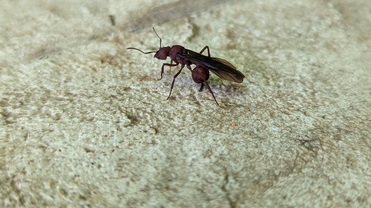 _doctorchris's tweet photo. #ento Twitter. I'm currently in Cancun and sat in the middle of #ant action. Is this left cutter ant mating season with the workers collecting the deceased males to take back to the nest? At first I thought it was a war between 2 species.
#entomology #ants #leafcutters https://t.co/faJxC49RkK