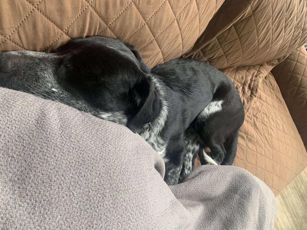 Logipath's tweet image. If you see this, quote tweet with the last picture of your pet.