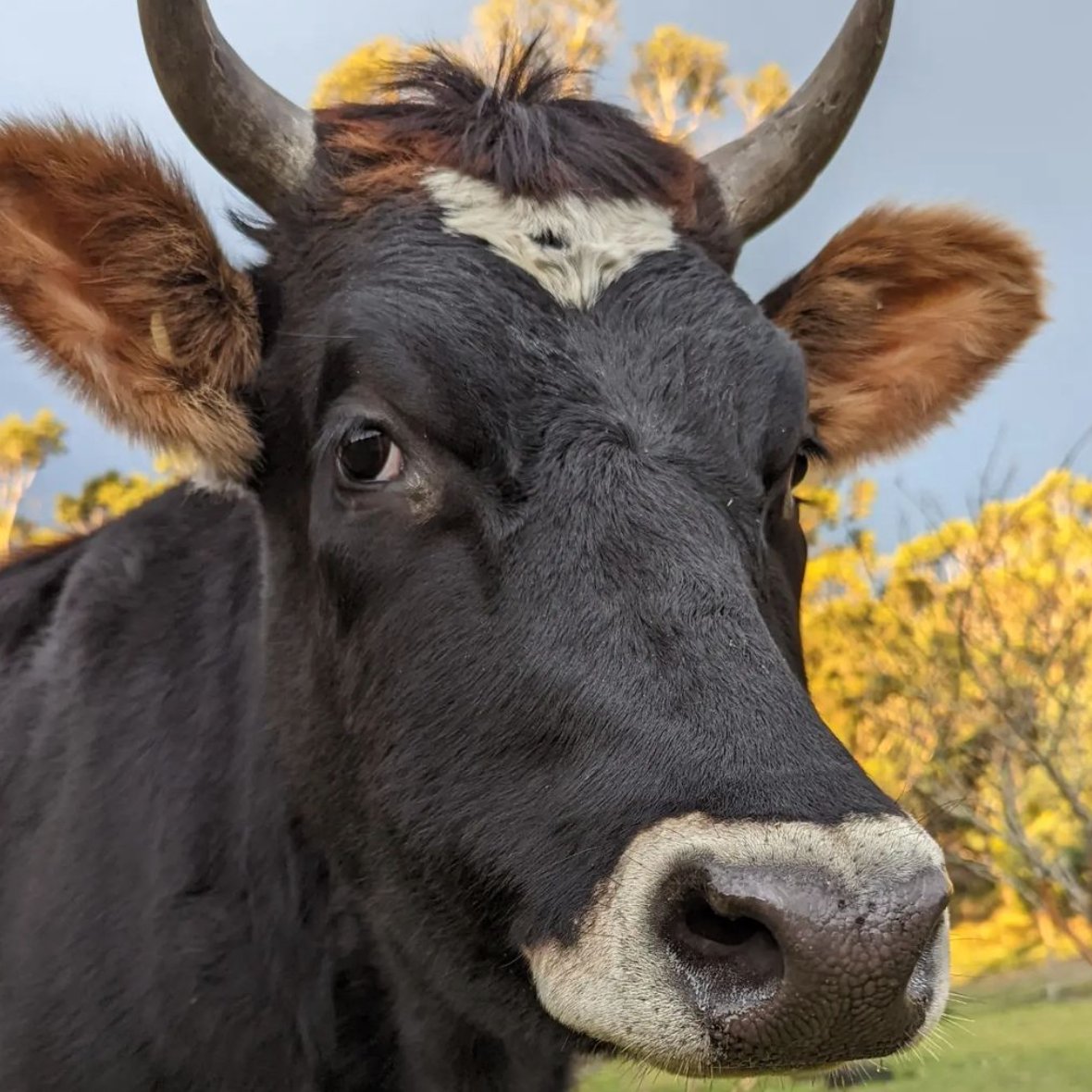 CowoftheDay1's tweet photo. 📅 6th June 2023
🐮 Lulu
🏷️ Instagram/rainbow_paws_psychology
💕 #animaloftheday https://t.co/iuZVpdfKS0