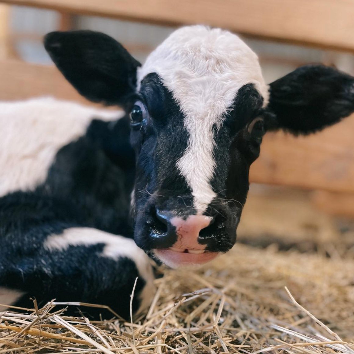 CowoftheDay1's tweet photo. 📅 5th June 2023
🐮 Calvin
🏷️ Instagram/iowafarmsanctuary
💕 #animaloftheday https://t.co/EQZw2sCHEa